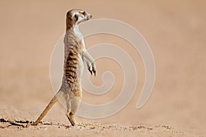 Meerkat standing on guard - Kalahari desert photo