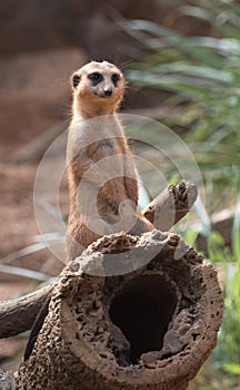 Meerkat Standing Guard