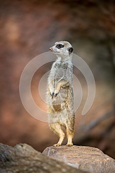 Meerkat standing guard