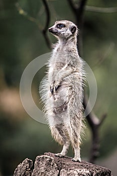 Meerkat standing on guard duty looking out