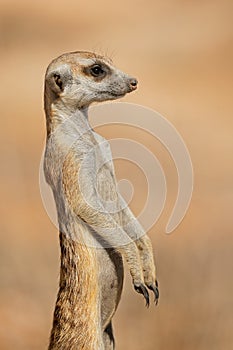 Portrait of an alert meerkat standing on guard, Kalahari desert, South Africa