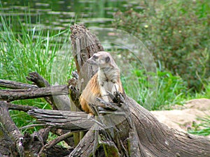 A meerkat standing guard