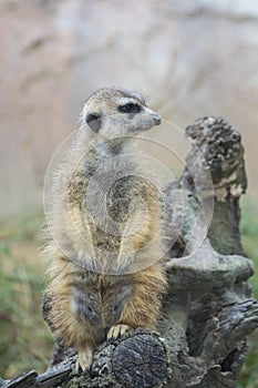 Meerkat Standing Guard