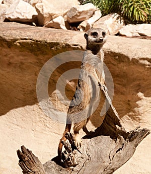 Meerkat standing on log