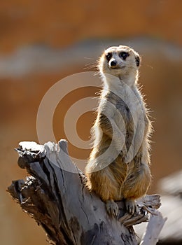 Meerkat standing on log with backlight