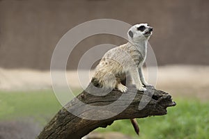 Meerkat Standing on a Log