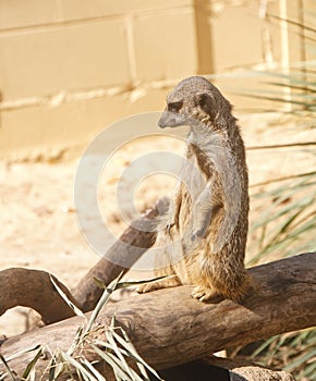 Meerkat Standing on Log Looking Left