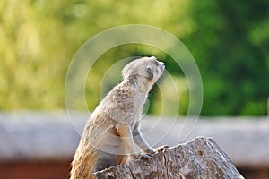 Meerkat standing on log outdoor