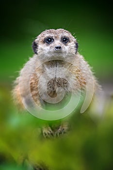 Meerkat standing looking for something. Suricata suricatta wild predators in natural environment