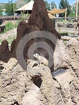 Meerkat standing on mounded rock photo