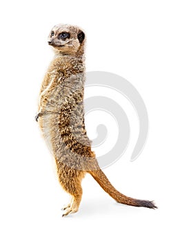 Meerkat Standing Profile Isolated