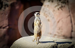 meerkat standing on a rock in the sun