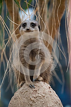 Meerkat Standing on sentry duty