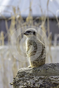 Meerkat standing on sentry duty, Selective focus against blurred