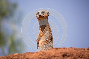 Meerkat standing on a small hill