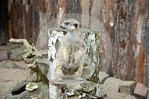 Meerkat standing on stump