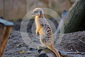 Meerkat. Standing in the sunshine