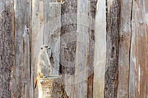 Meerkat standing on a tree stump looking to the right