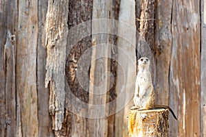 Meerkat standing on a tree stump looking into the camera