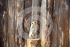 Meerkat standing on a tree stump looking left