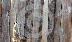 Meerkat standing on a tree stump looking up