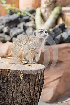 Meerkat standing on a tree trunk standing guardin a wildlife photo