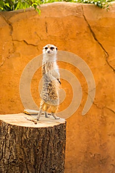 Meerkat standing on a tree trunk standing guardin a wildlife pa photo