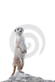 Meerkat standing on two legs uarding with a white background