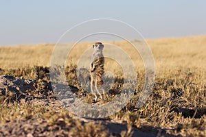 Meerkat standing up