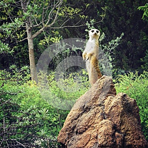 Meerkat photo