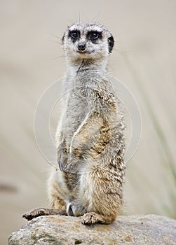 A meerkat standing upright