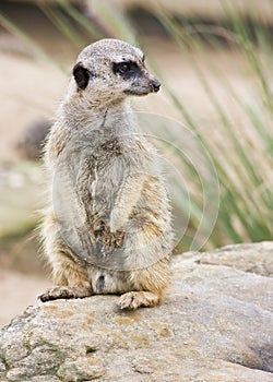 A meerkat standing upright