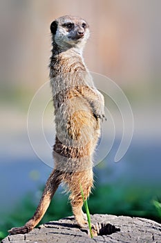 A meerkat standing upright