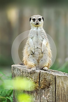 A meerkat standing upright