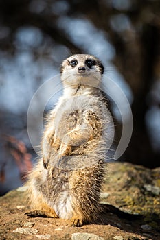 Meerkat standing upright