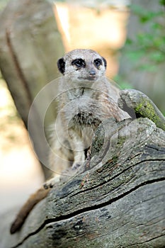 Meerkat standing upright and looking alert