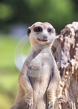 Meerkat photo