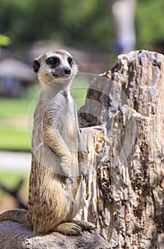 Meerkat photo