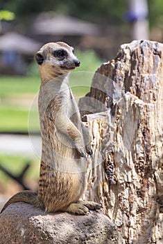 Meerkat photo