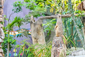 A meerkat standing upright and looking alert.