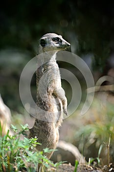 Meerkat standing upright