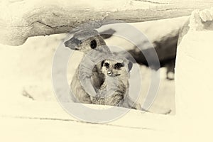 Meerkat standing upright and looking alert. Vintage effect