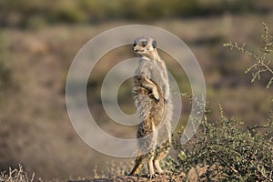 Meerkat standing and watching early in the morning.