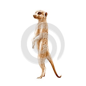 Meerkat standing watercolor painted illustration. Hand drawn africa single mongoose animal. African suricata standing in observati