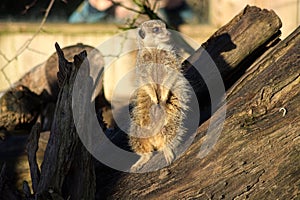 Meerkat. Standing on woodpile, alert in the sun