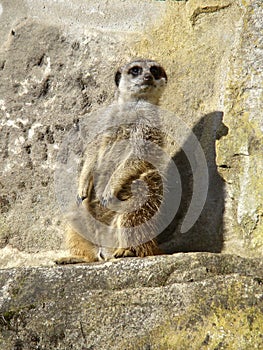 Meerkat stands camouflaged in front of a rock wall