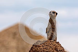 Meerkat stands guard to protect his family photo