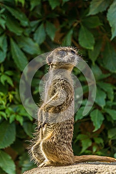 The meerkat stands with a pillar and turns its head