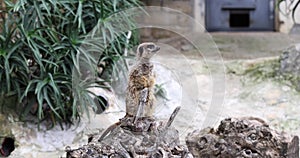 Meerkat stands on a tree branch at zoo