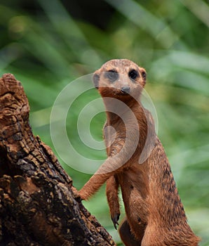 Meerkat stands watching on a log